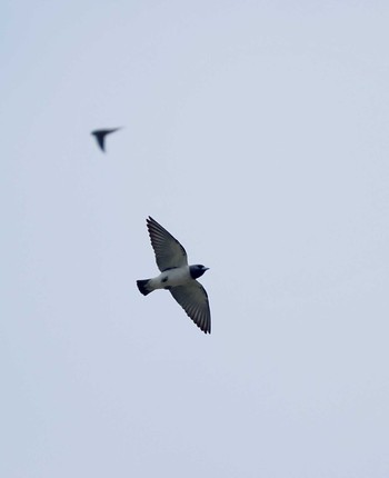 Ivory-backed Woodswallow