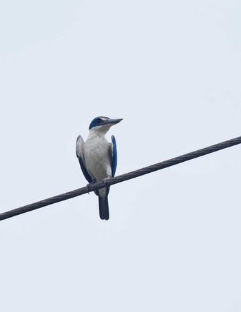 Collared Kingfisher Gorontalo Mon, 9/18/2023