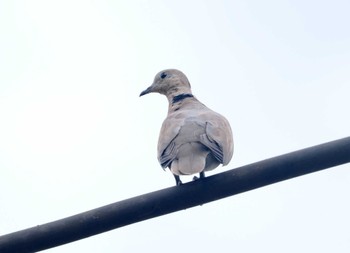 Eurasian Collared Dove Gorontalo Mon, 9/18/2023