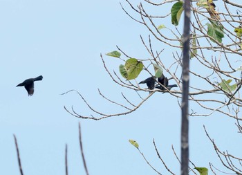 ミドリカラスモドキ Gorontalo 2023年9月18日(月)