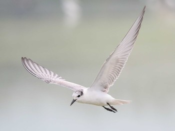 Whiskered Tern Gorontalo Mon, 9/18/2023