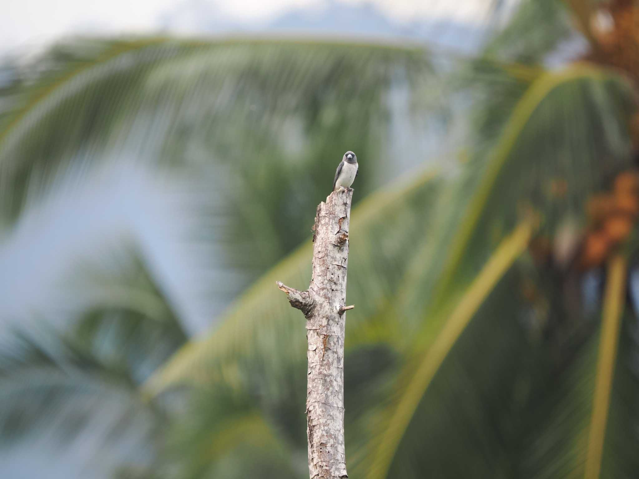 Gorontalo セレベスモリツバメの写真 by okamooo