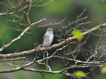 Grey-streaked Flycatcher 十里木高原 Mon, 9/18/2023