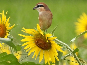 Bull-headed Shrike 関市内 Wed, 9/27/2023