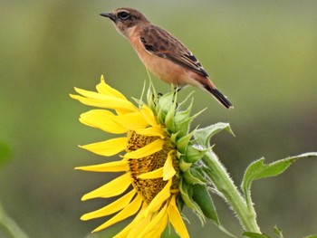 Amur Stonechat 関市内 Wed, 9/27/2023