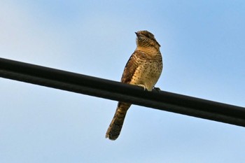 Eurasian Wryneck JGSDF Kita-Fuji Exercise Area Sun, 9/24/2023