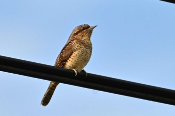 Eurasian Wryneck JGSDF Kita-Fuji Exercise Area Sun, 9/24/2023