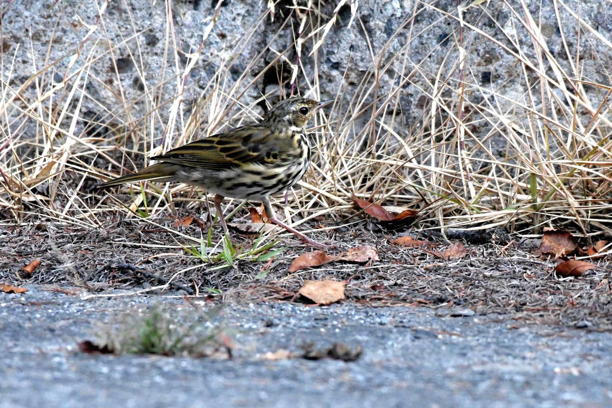 Olive-backed Pipit