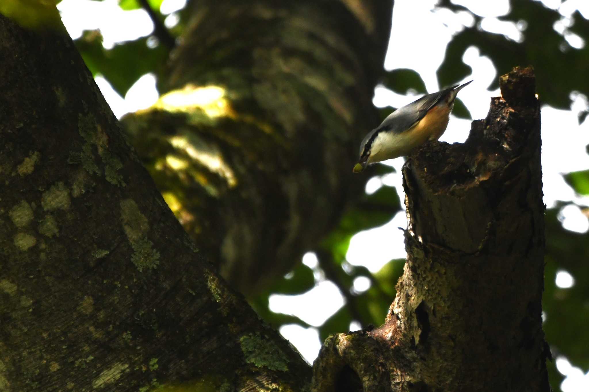 Eurasian Nuthatch