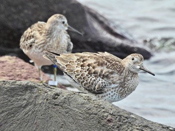 オバシギ ふなばし三番瀬海浜公園 2023年9月24日(日)