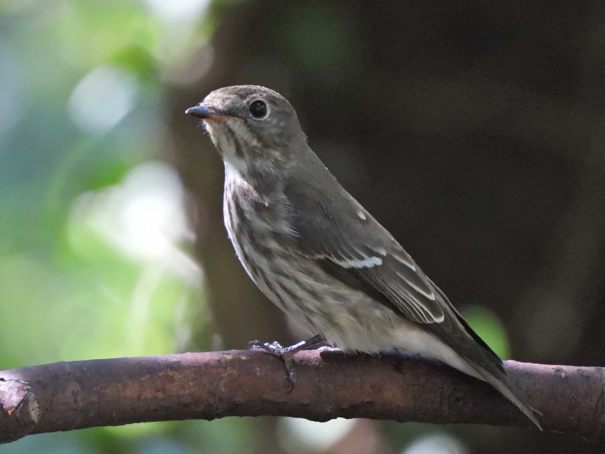 Grey-streaked Flycatcher