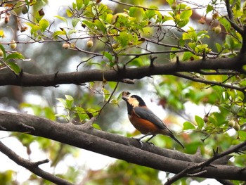 2023年9月27日(水) 埼玉県の野鳥観察記録