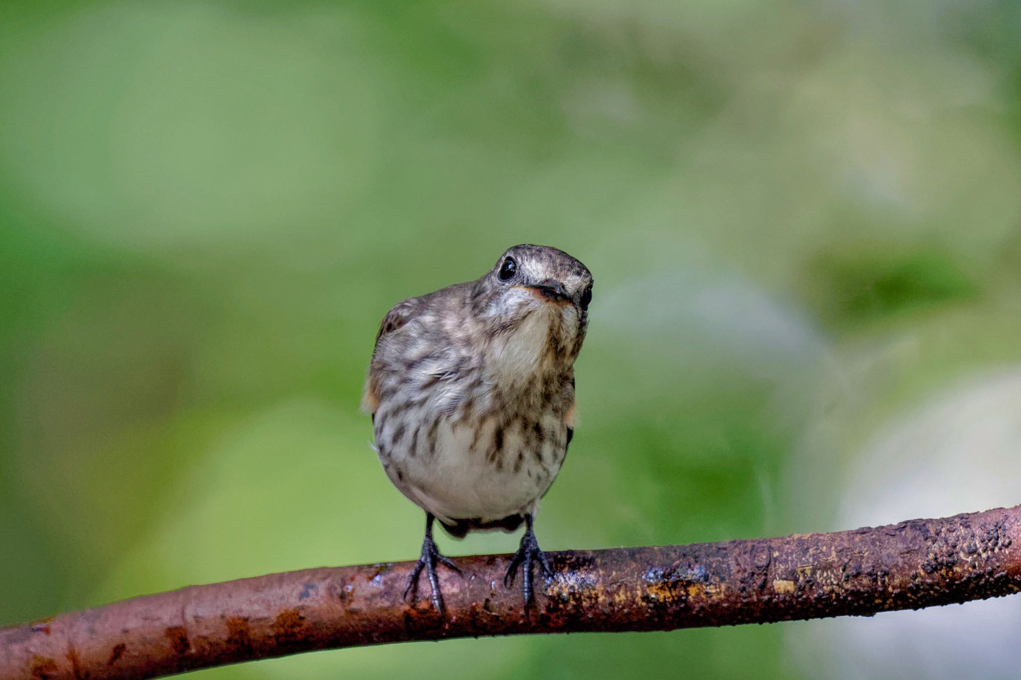 Grey-streaked Flycatcher