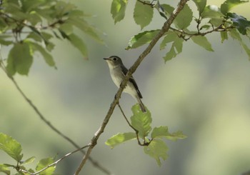 Asian Brown Flycatcher 和歌山市 Mon, 9/25/2023