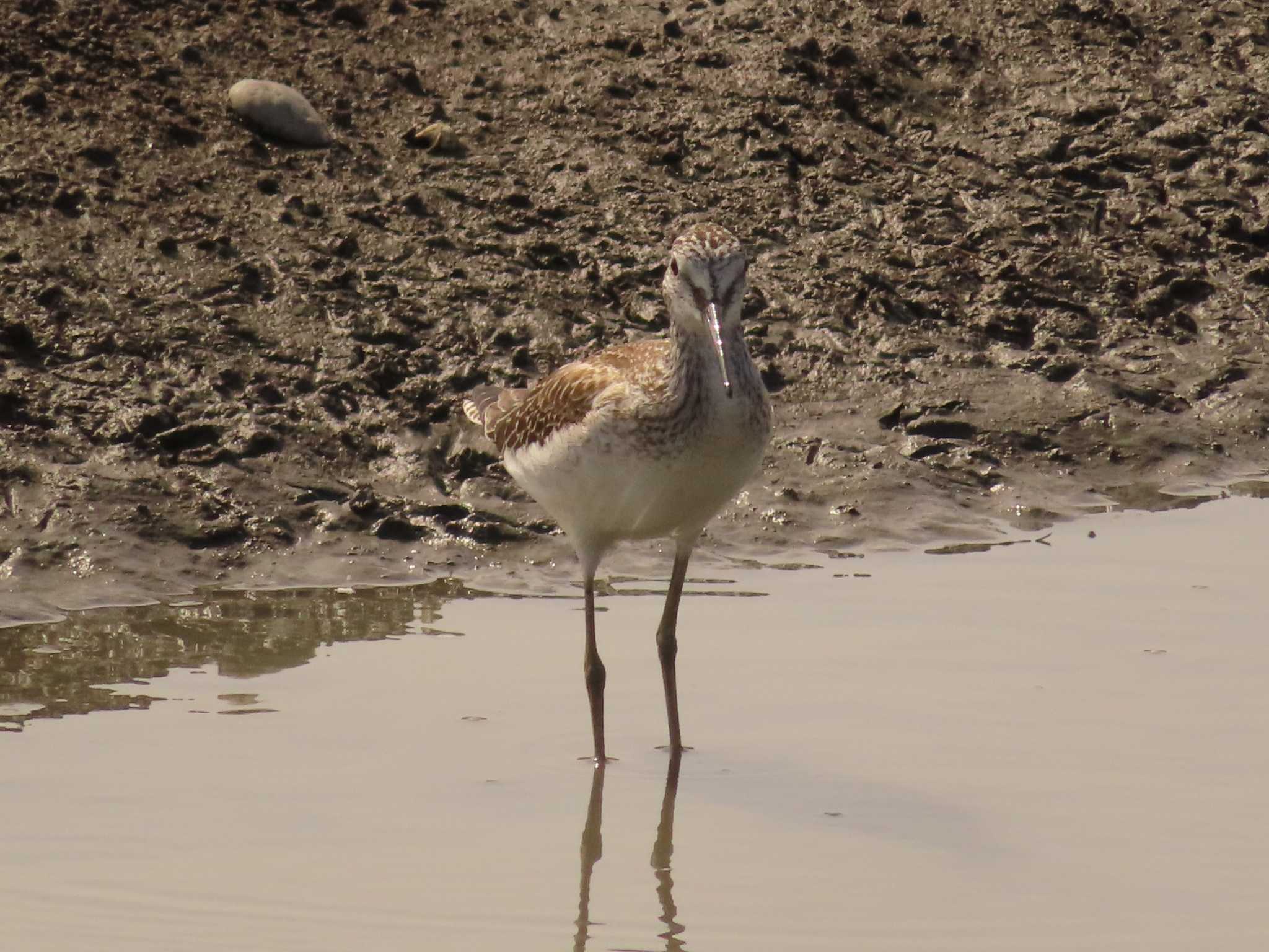 Common Greenshank