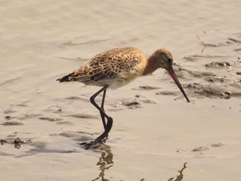 Black-tailed Godwit Isanuma Sun, 9/24/2023