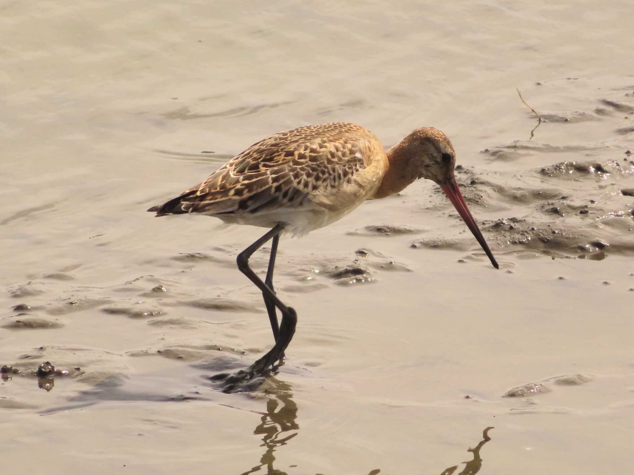 Black-tailed Godwit