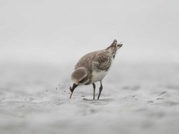 Siberian Sand Plover Sambanze Tideland Sun, 9/3/2023