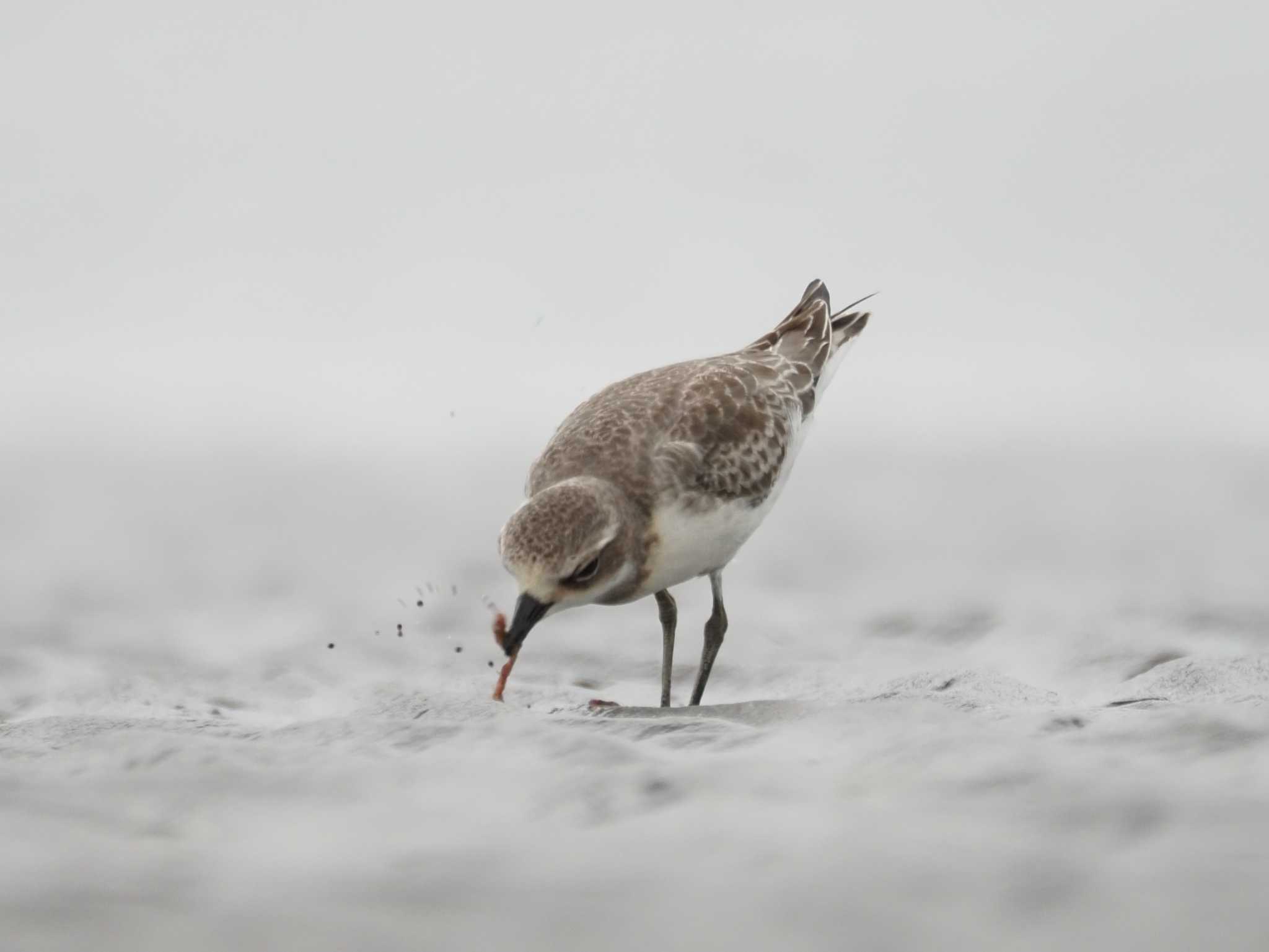 ふなばし三番瀬海浜公園 メダイチドリの写真 by とみた