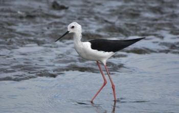 2023年9月25日(月) 伊佐沼の野鳥観察記録