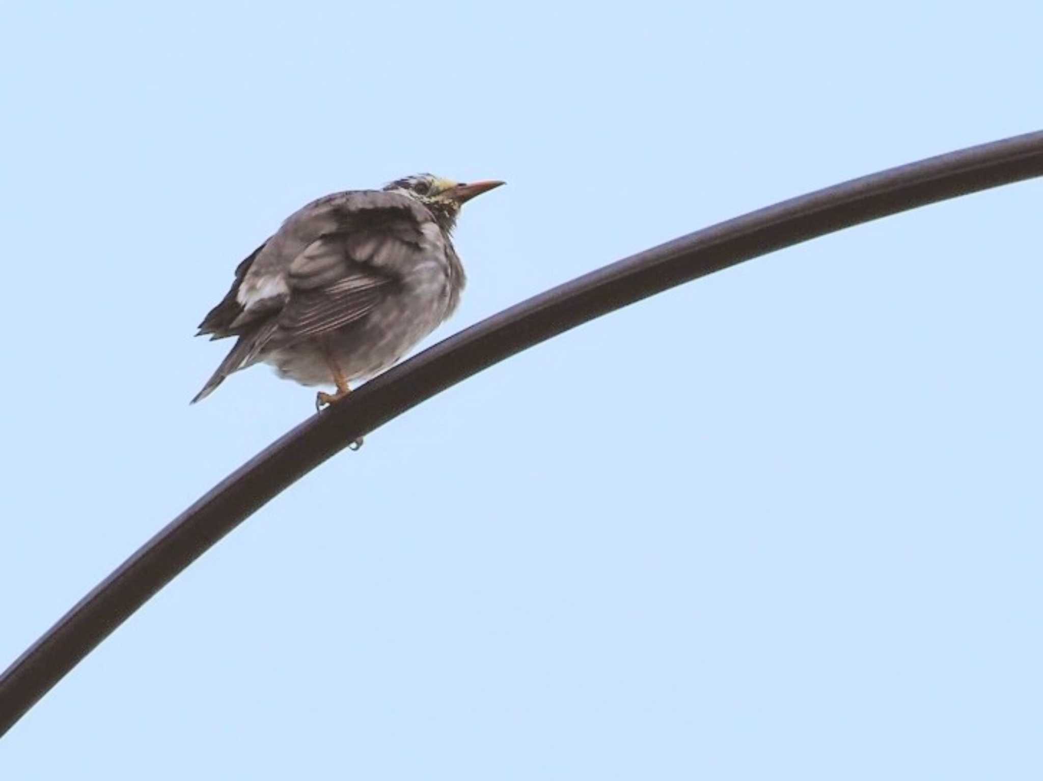 Photo of White-cheeked Starling at 近所 by カルル