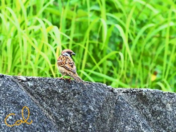 Eurasian Tree Sparrow 近所 Thu, 9/28/2023