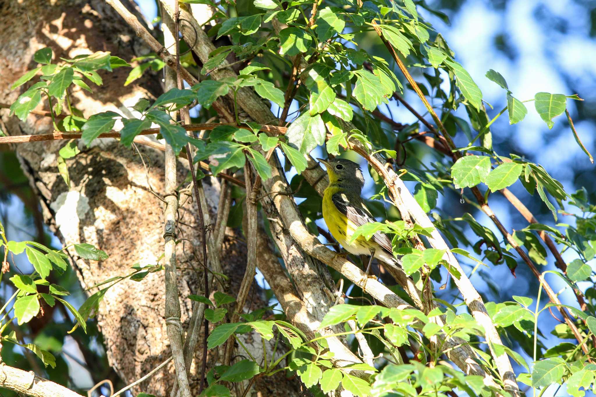 Photo of Magnolia Warbler at Vigia Chico(Mexico) by Trio