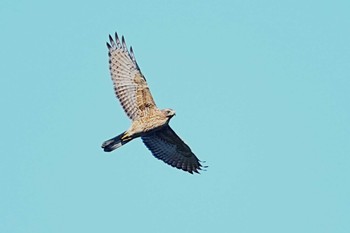 Grey-faced Buzzard Shirakaba-touge Sun, 9/24/2023