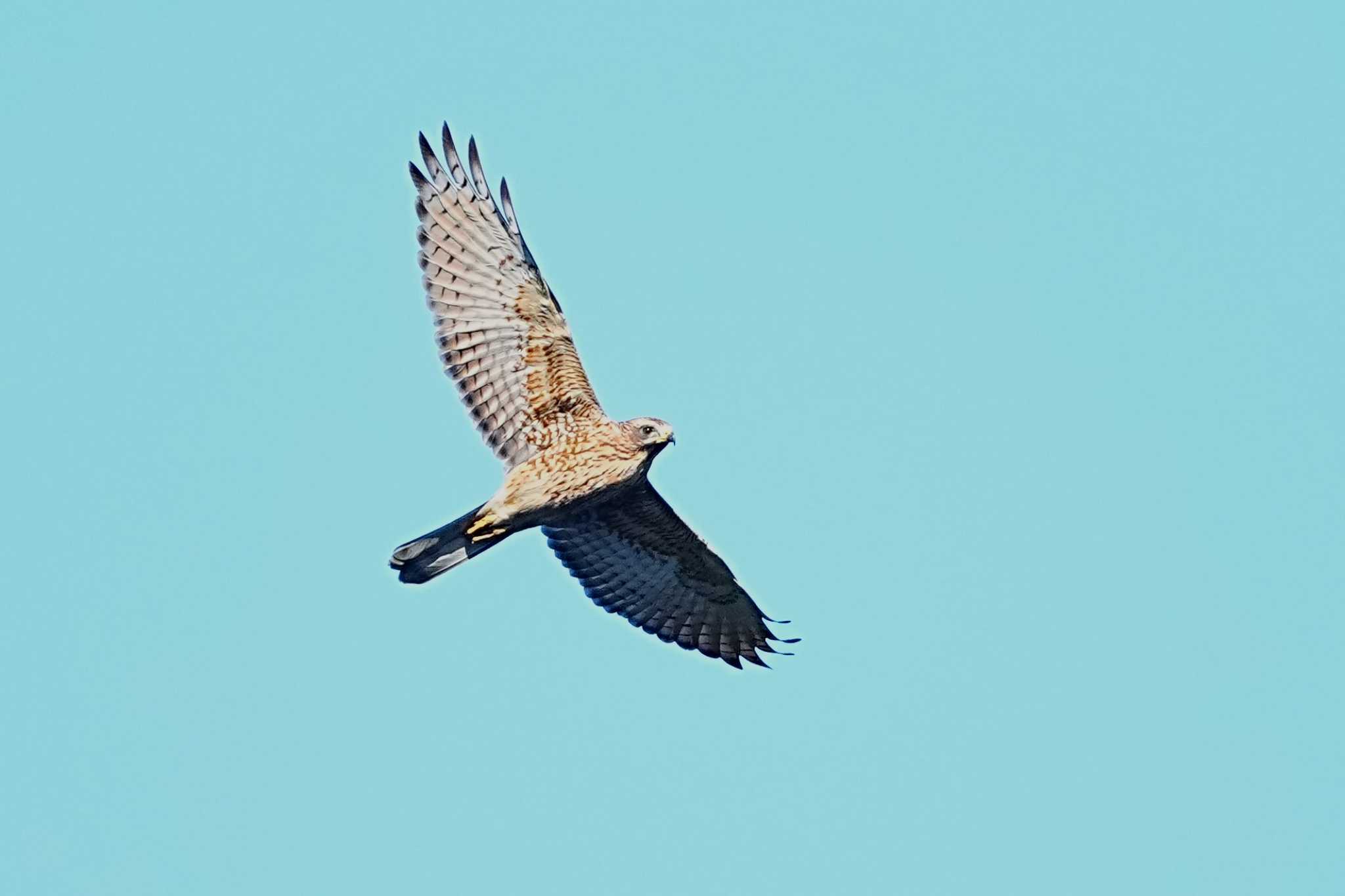 Photo of Grey-faced Buzzard at Shirakaba-touge by 川４