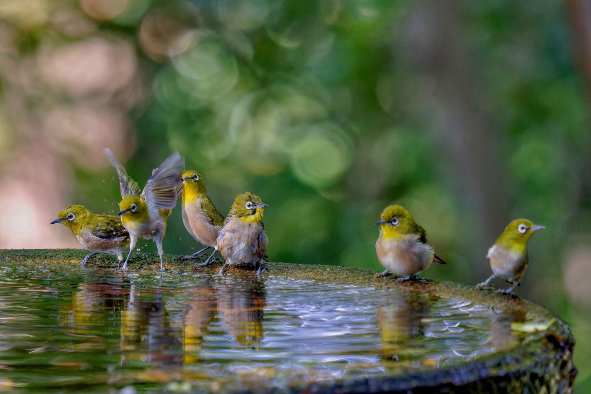 Warbling White-eye