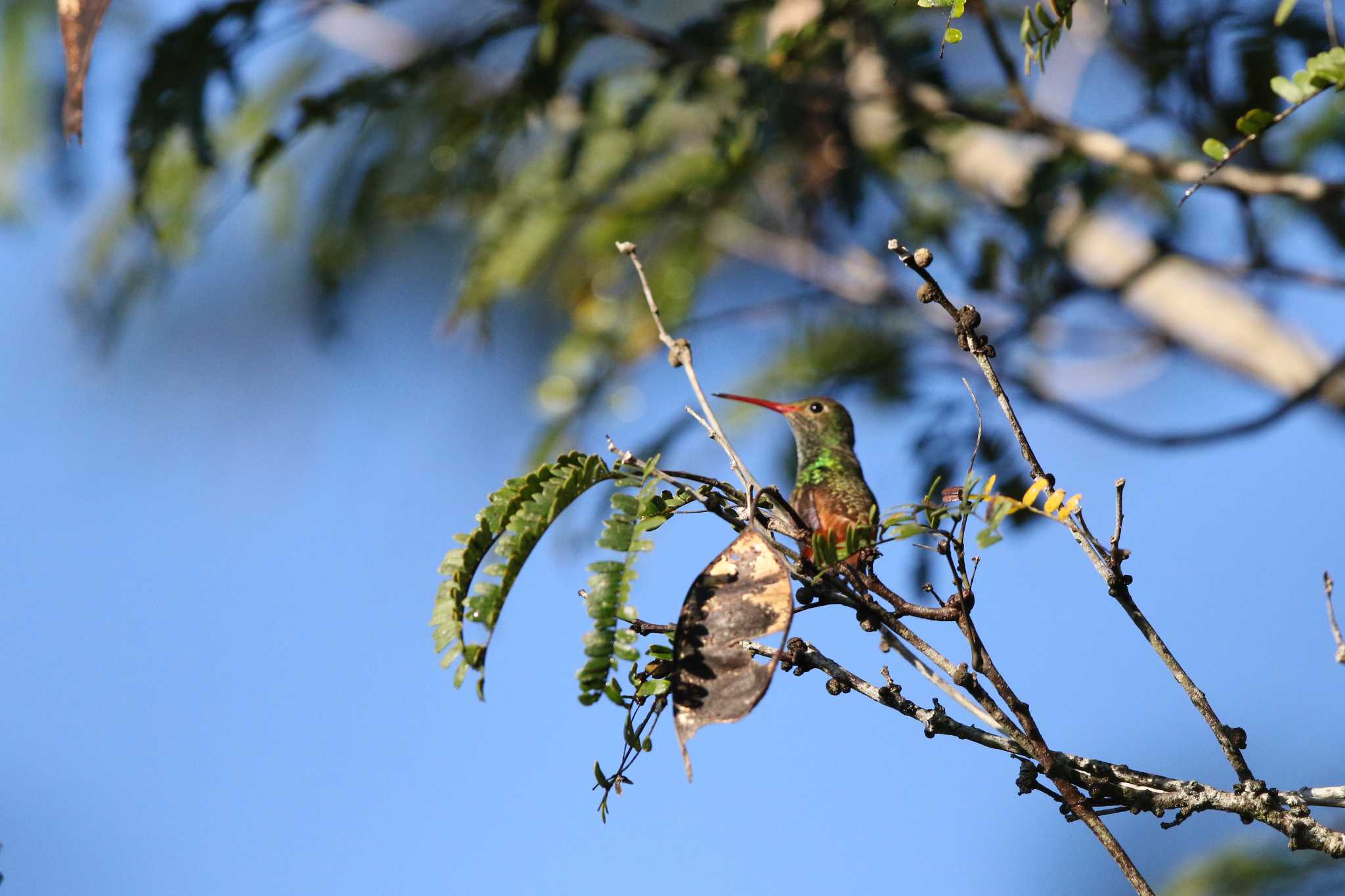 Photo of Buff-bellied Hummingbird at Vigia Chico(Mexico) by Trio