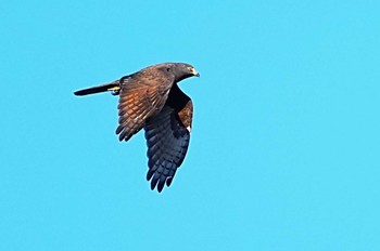 Grey-faced Buzzard Shirakaba-touge Sun, 9/24/2023