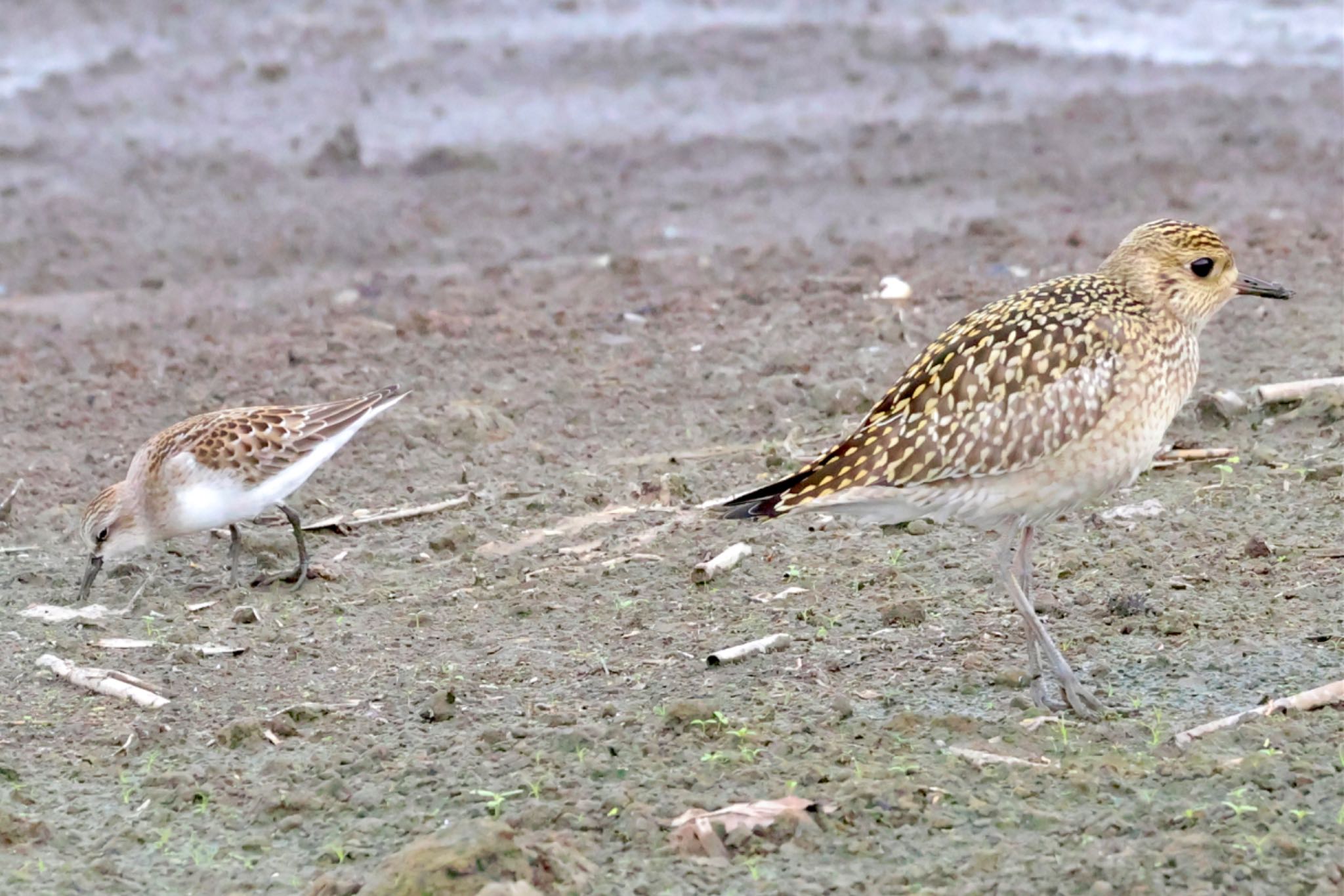 Pacific Golden Plover