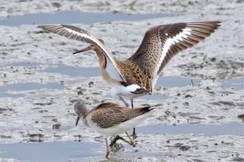 Black-tailed Godwit Isanuma Sat, 9/23/2023