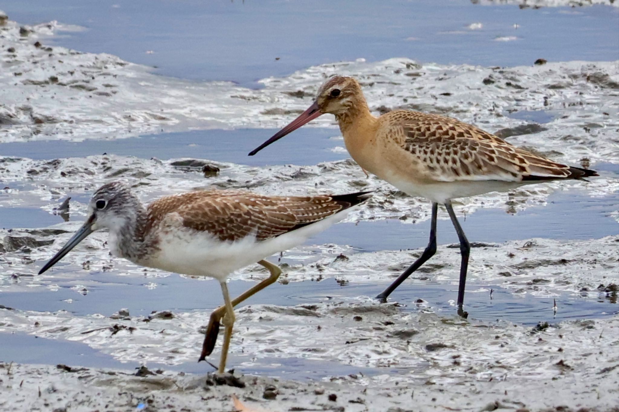 Common Greenshank