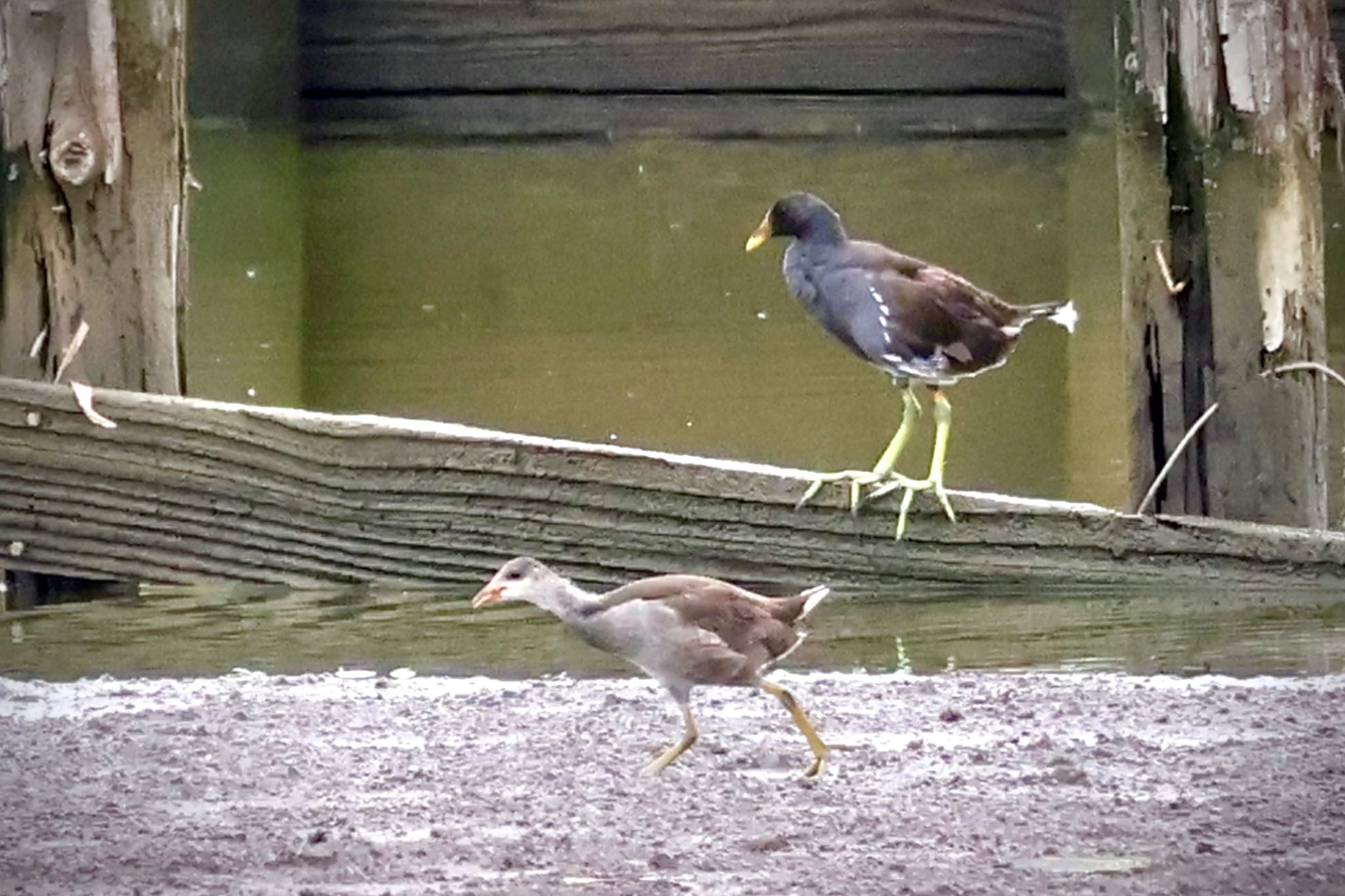 Common Moorhen