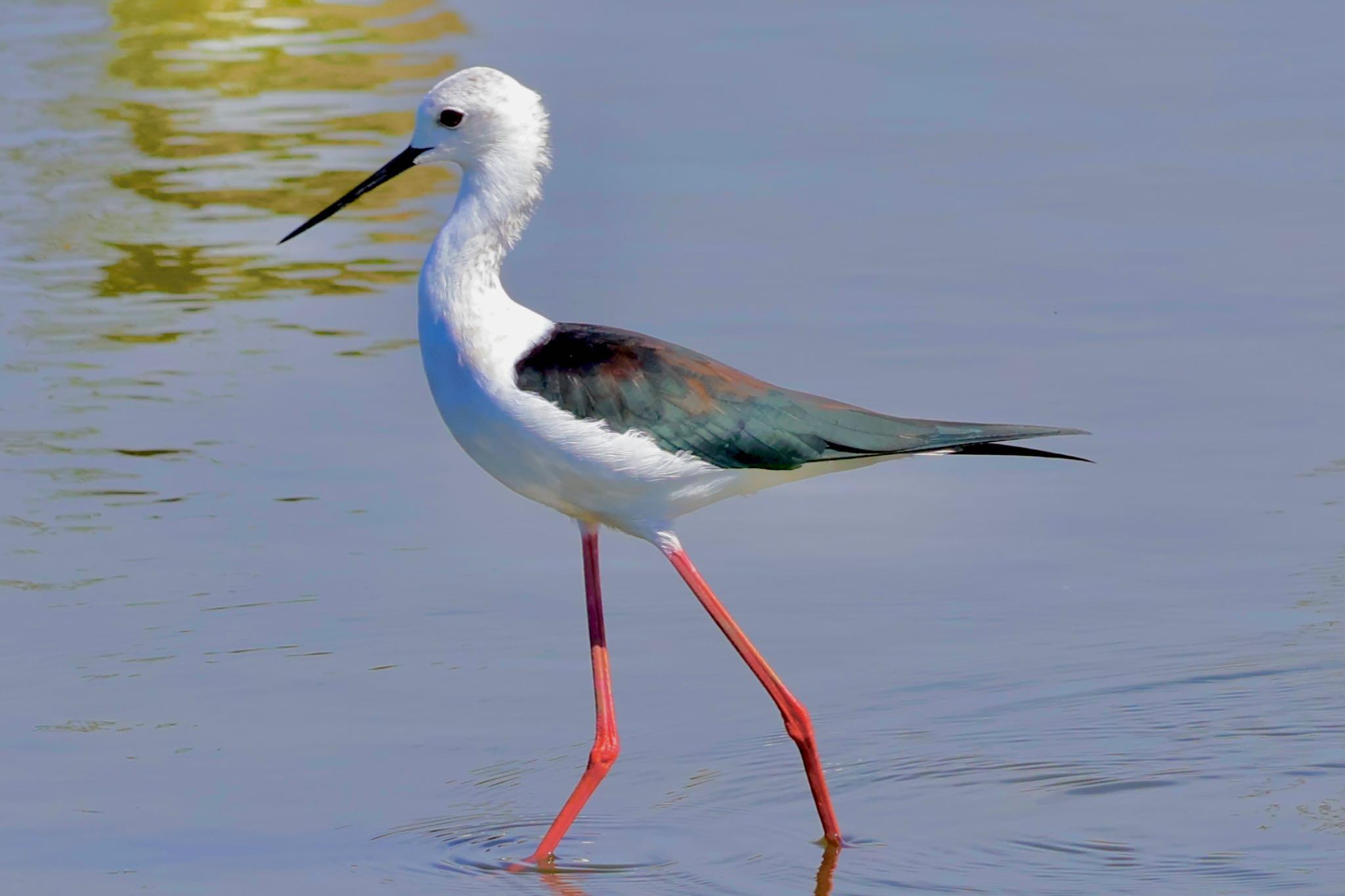 Black-winged Stilt