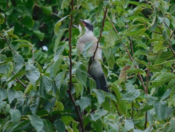 2023年9月28日(木) 平和の森公園、妙正寺川の野鳥観察記録