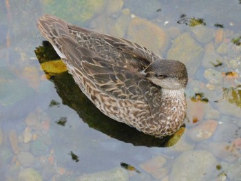 コガモ 平和の森公園、妙正寺川 2023年9月28日(木)