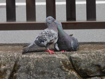 カワラバト 平和の森公園、妙正寺川 2023年9月28日(木)