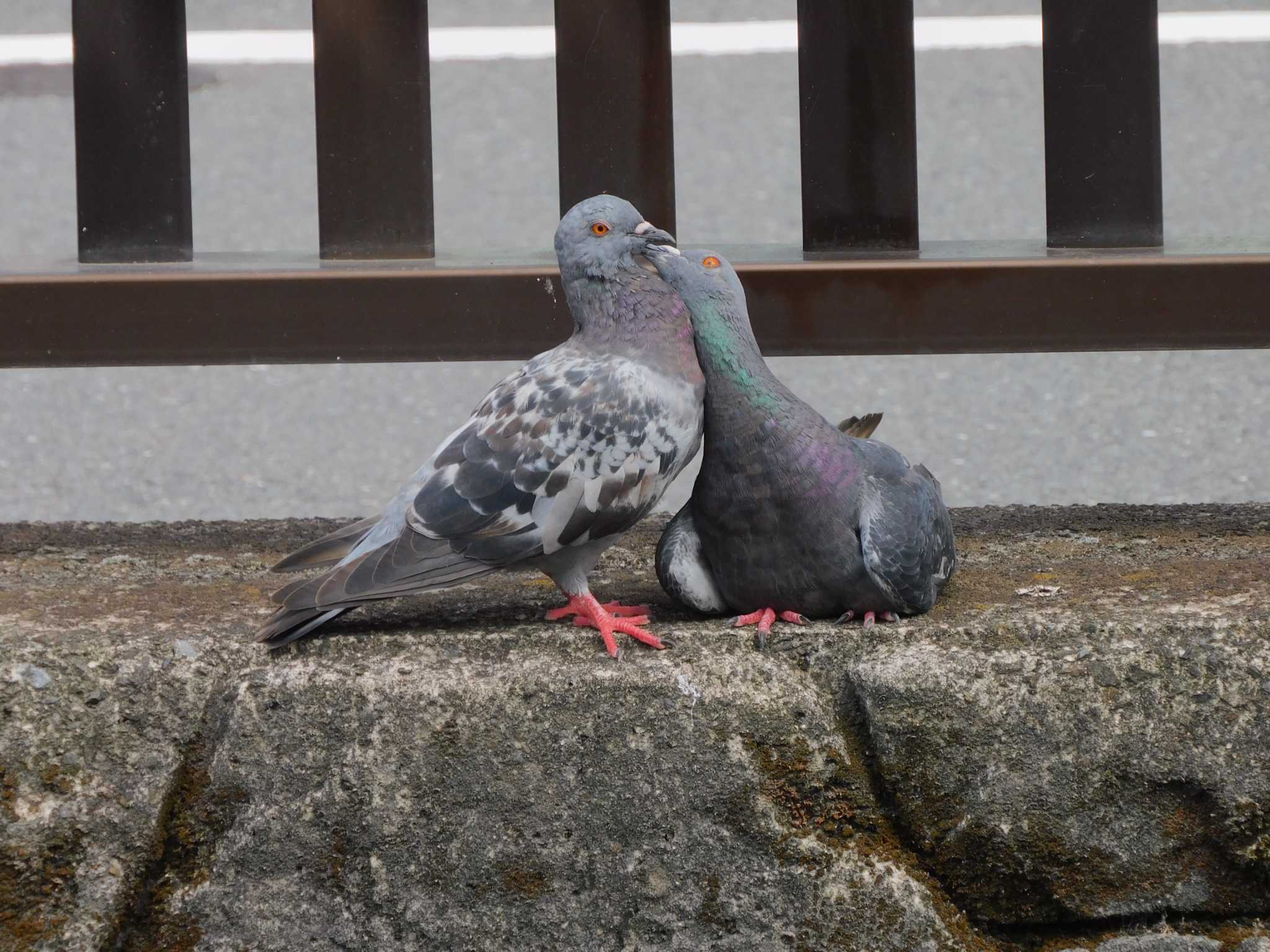 平和の森公園、妙正寺川 カワラバトの写真 by morinokotori