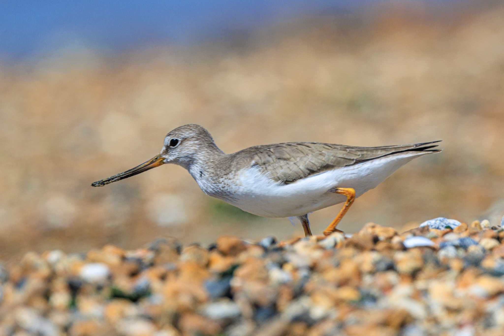 Photo of Terek Sandpiper at 魚住海岸 by ときのたまお