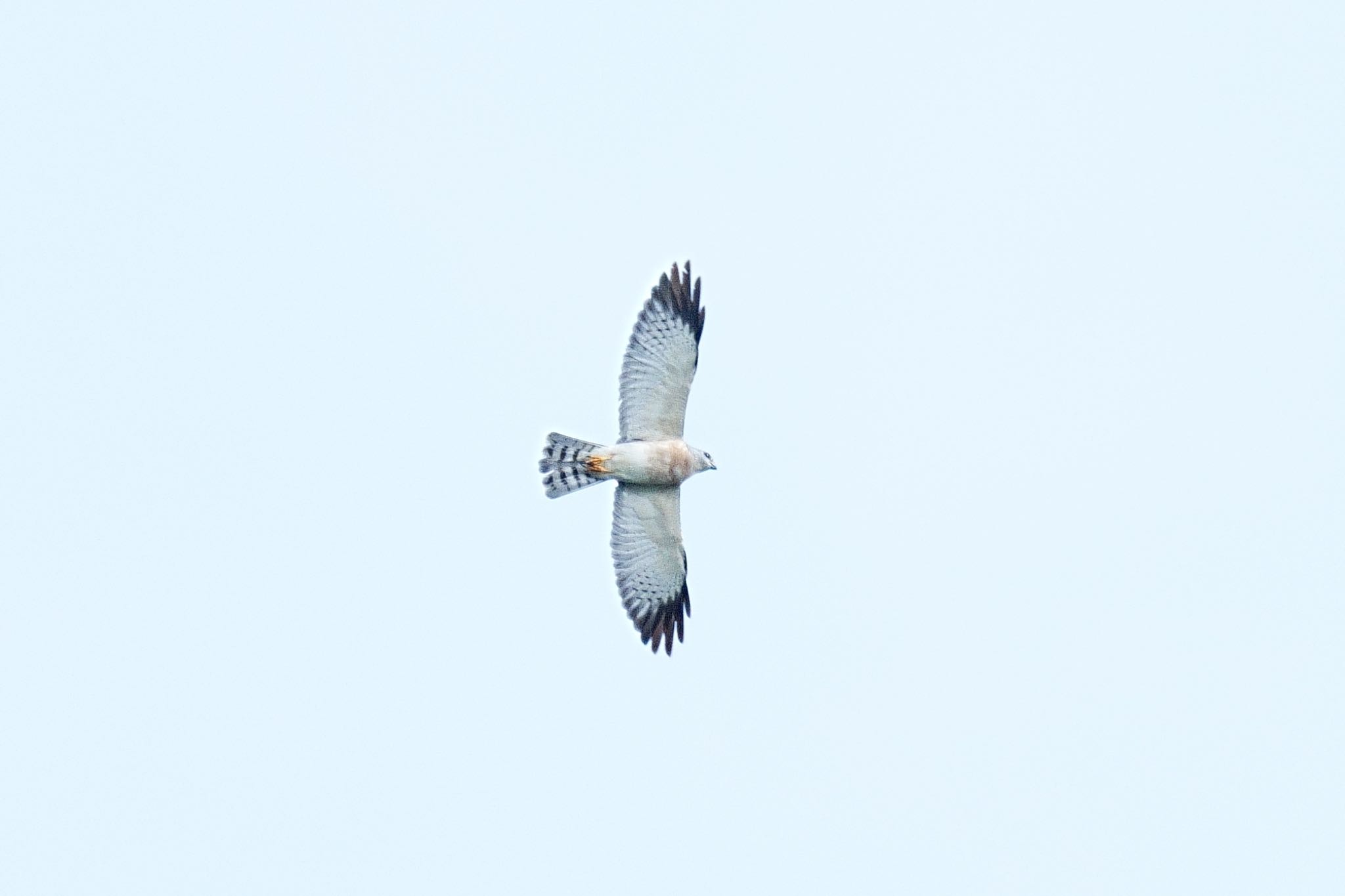 Photo of Chinese Sparrowhawk at 佐世保の男子 by アカウント5227