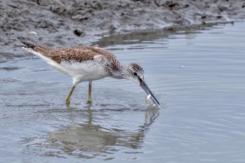 Sun, 9/24/2023 Birding report at Isanuma