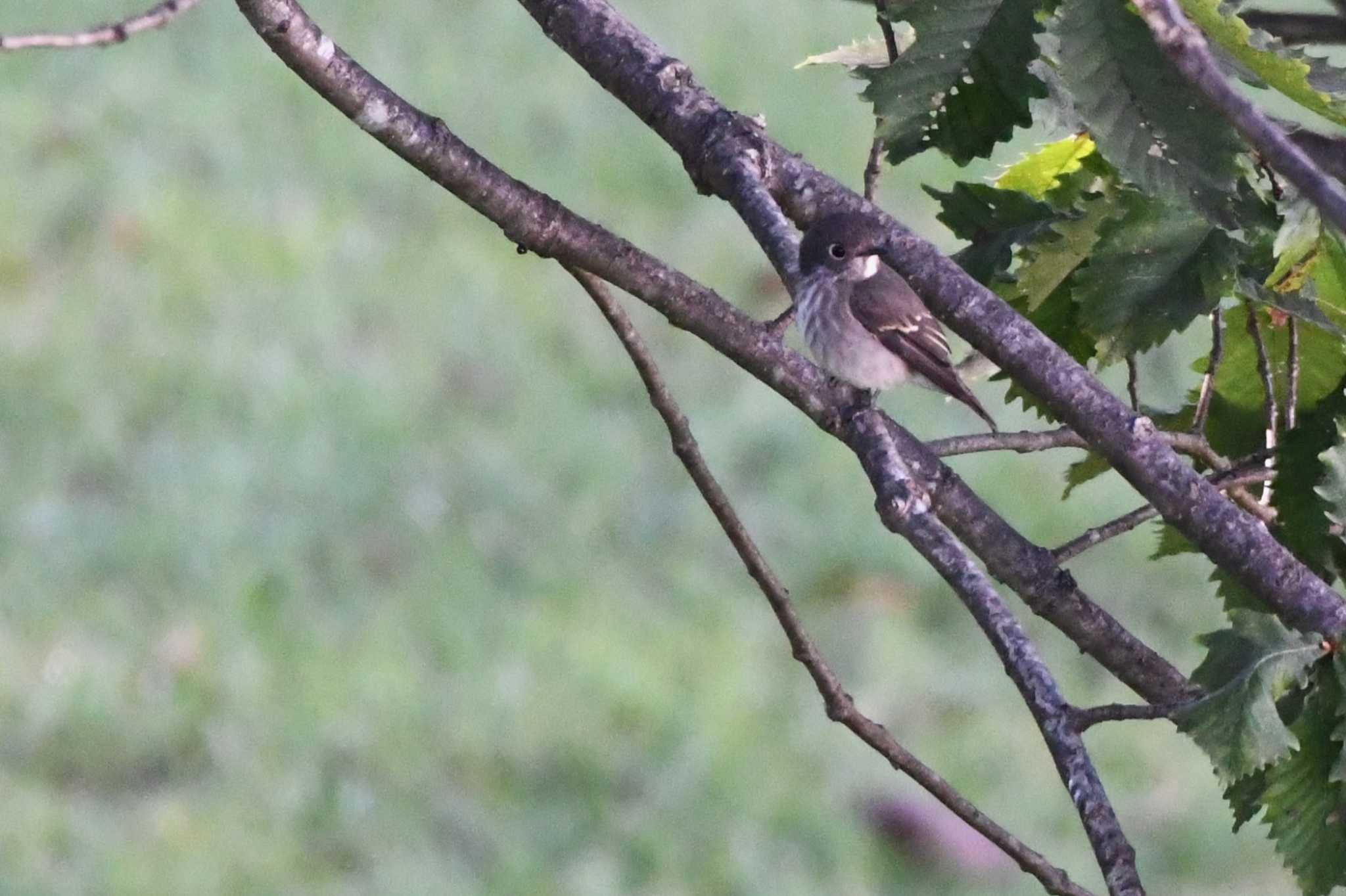 Dark-sided Flycatcher