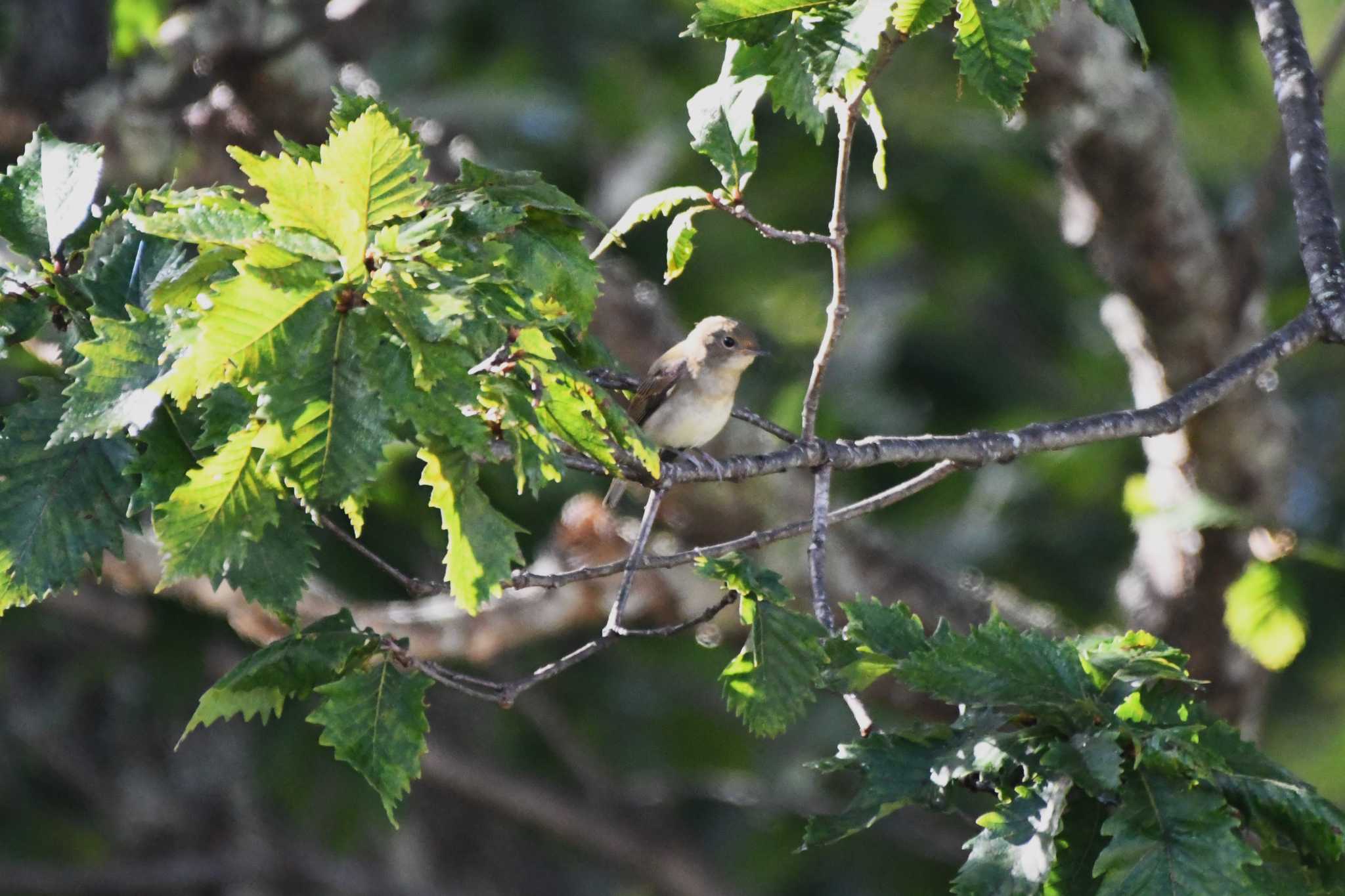 Narcissus Flycatcher