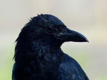 Carrion Crow Unknown Spots Thu, 9/28/2023