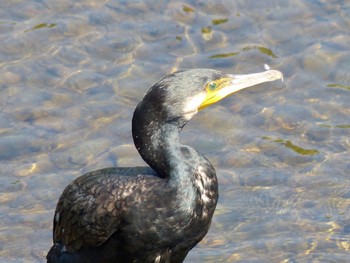 Great Cormorant Unknown Spots Thu, 9/28/2023