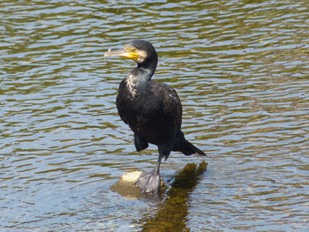 Great Cormorant Unknown Spots Thu, 9/28/2023