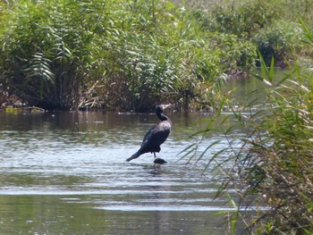 Great Cormorant Unknown Spots Thu, 9/28/2023